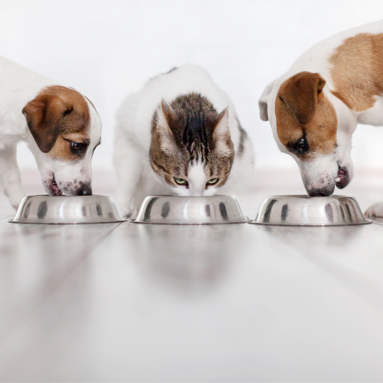 Complément alimentaire 
naturel et français
pour chien et chat
PHYTOLAB