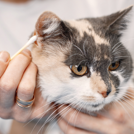 Produits de soin 
naturel et français
pour chain et chat PHYTOLAB