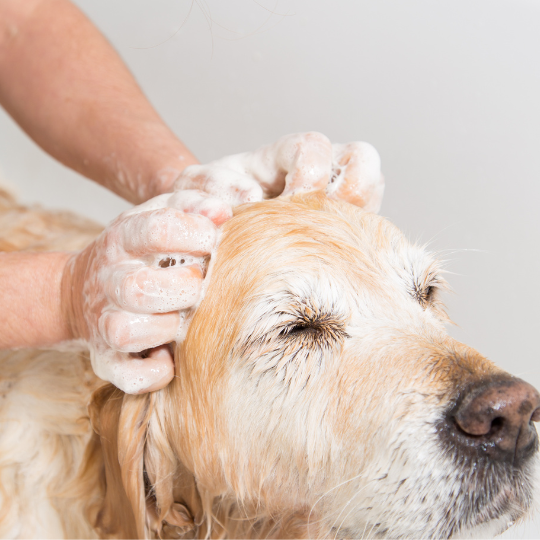 Shampoing Chien chat PHYTOLAB