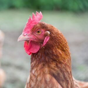 Poules